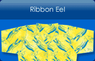 Ribbon Eel